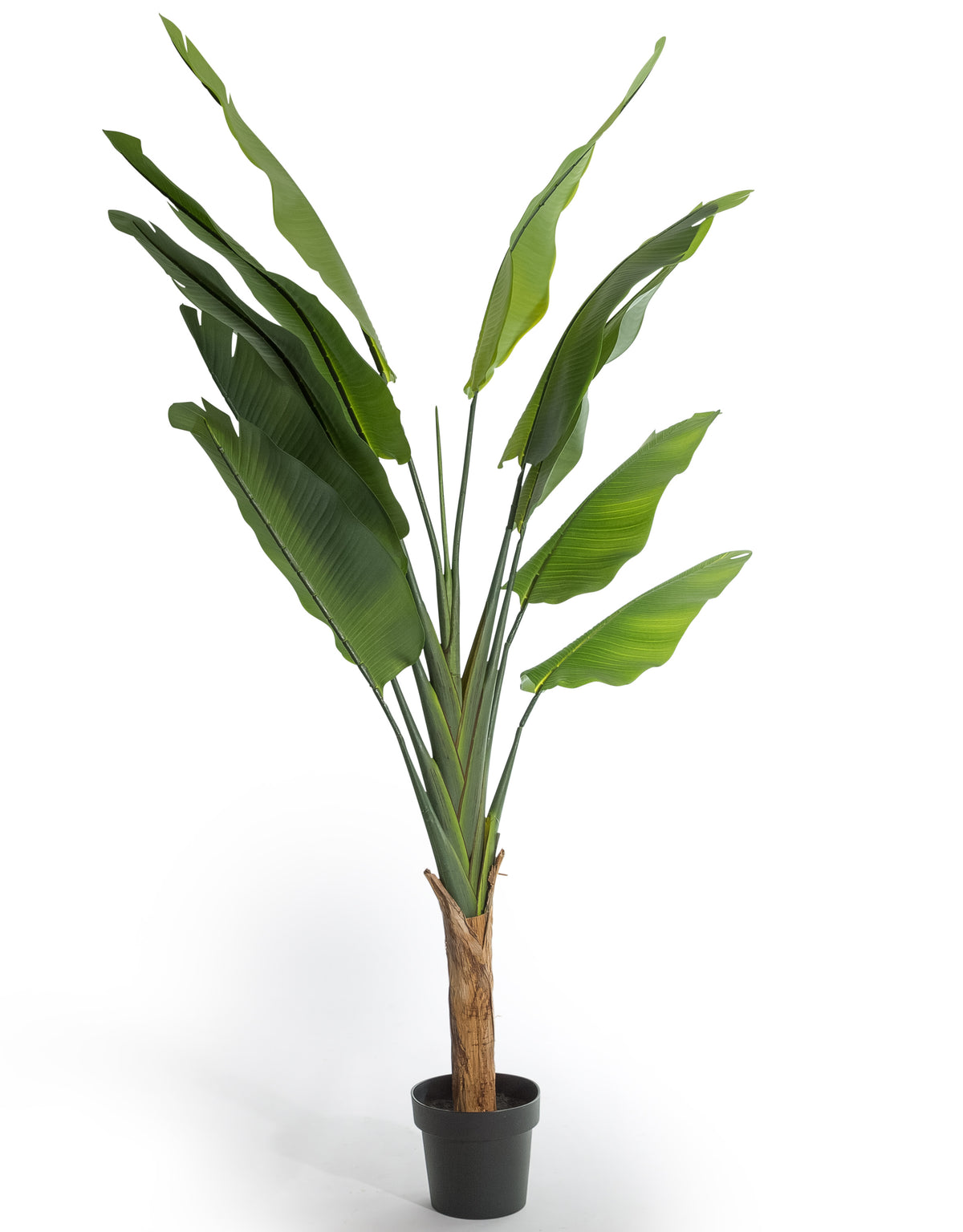 Extra Large Ornamental Strelitzia Tree - AF125