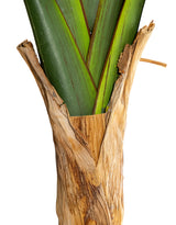 Extra Large Ornamental Strelitzia Tree - AF125