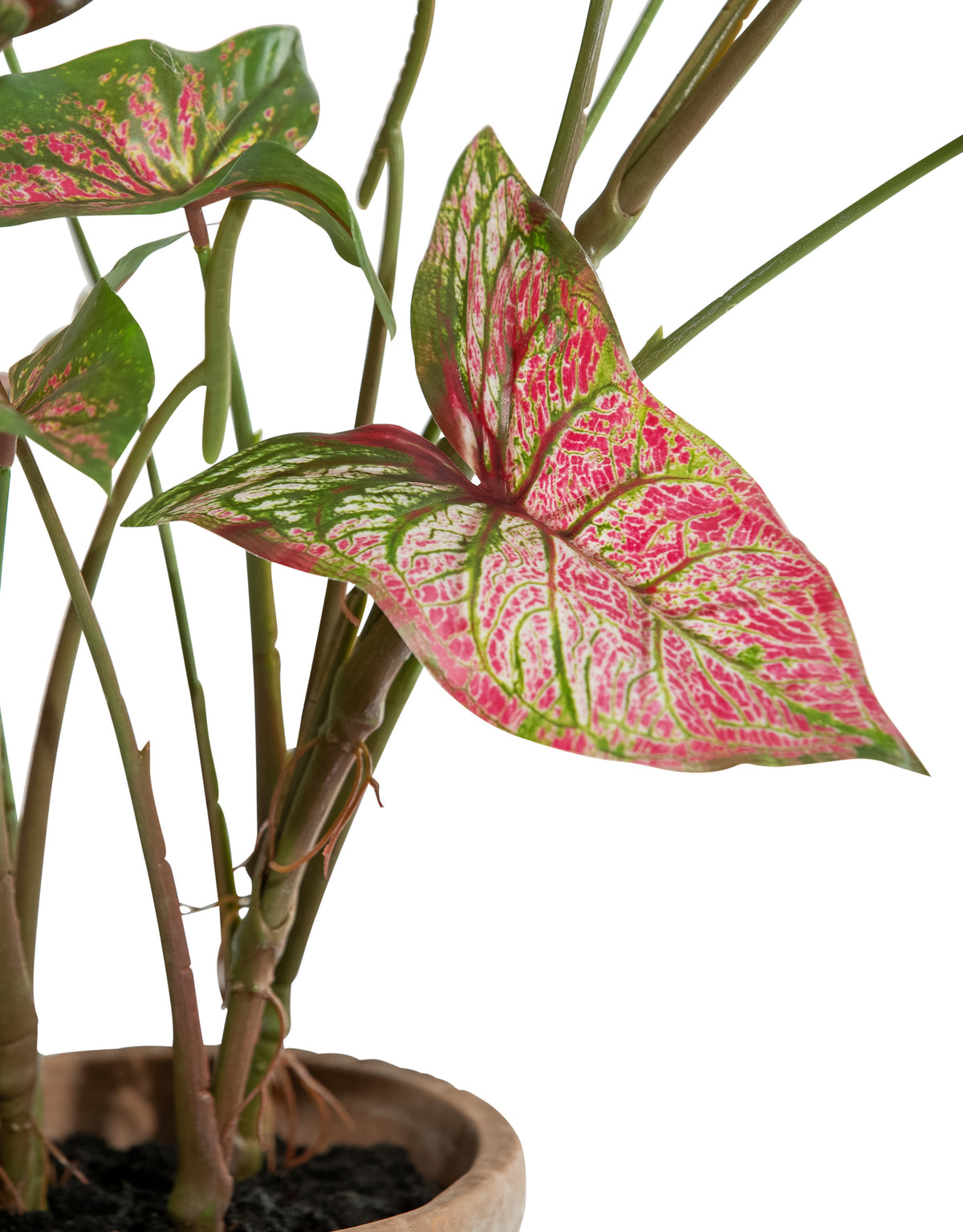Ornamental Potted Caladium Plant (to be bought in qtys of 4) - AF127