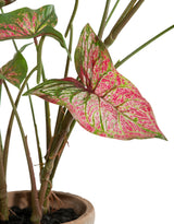Ornamental Potted Caladium Plant (to be bought in qtys of 4) - AF127