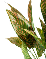 Ornamental Potted Pink Leaf Calathea Plant (to be bought in qtys of 6) - AF129