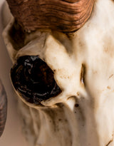 "Natural" Ram Skull Wall Head - BD175