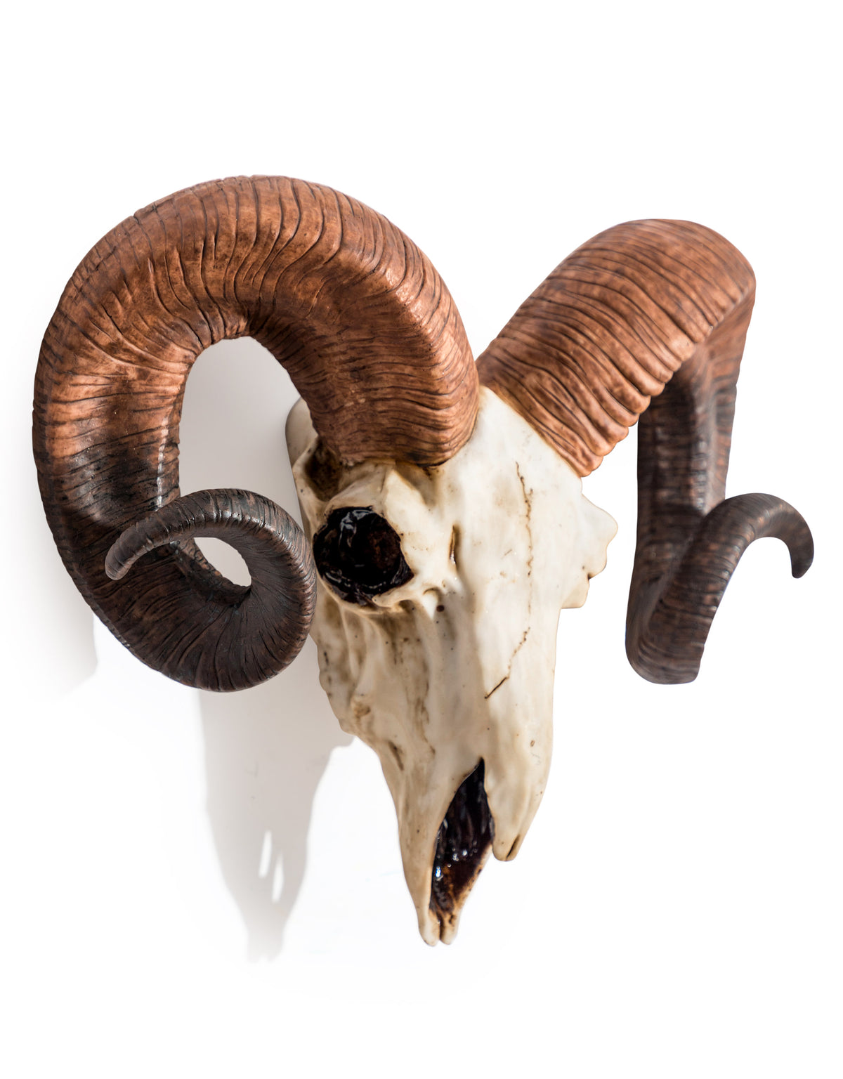"Natural" Ram Skull Wall Head - BD175
