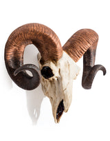 "Natural" Ram Skull Wall Head - BD175