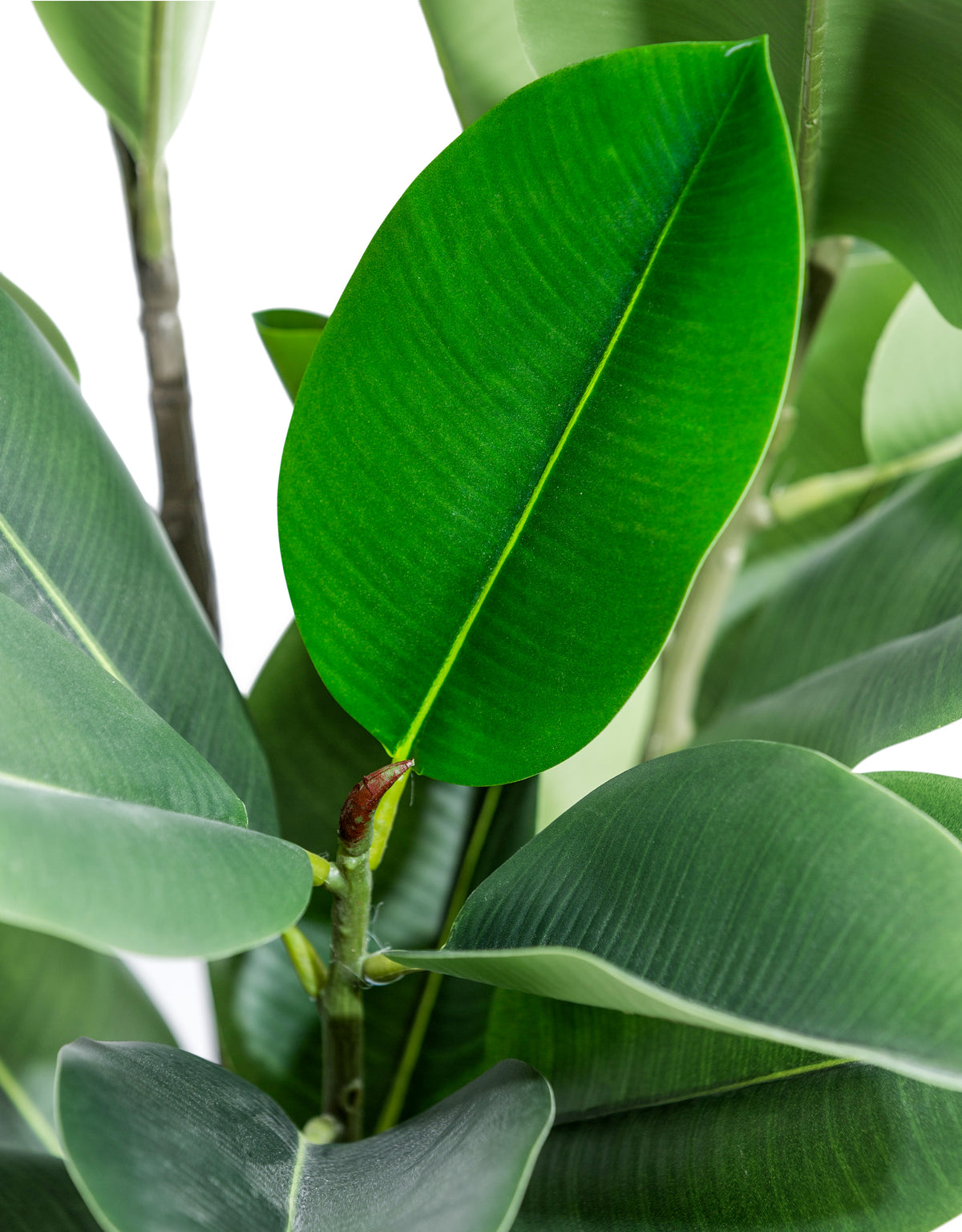 Tall Potted Rubber Plant - AF131