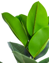 Tall Potted Rubber Plant - AF131