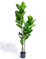 Tall Potted Rubber Plant - AF131