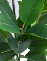 Tall Potted Rubber Plant - AF131