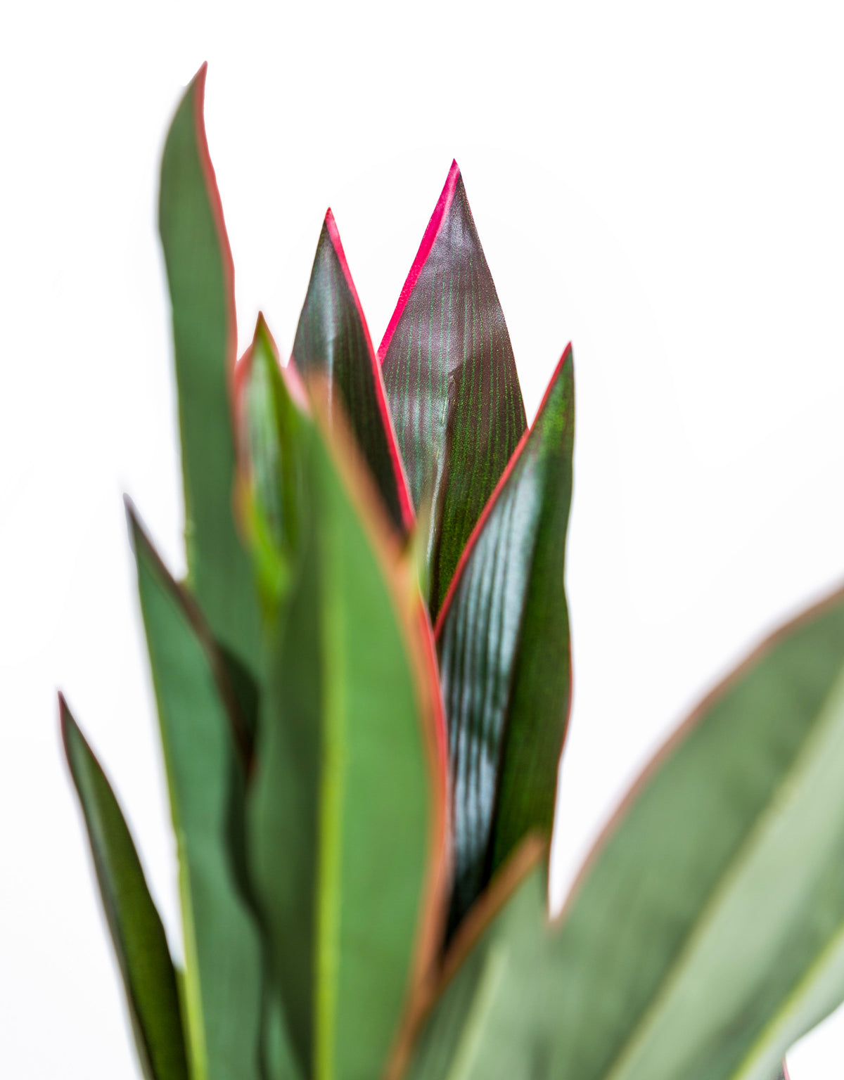 Large Ornamental Potted Red-Edged Dracaena - AF132