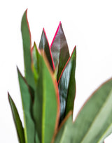 Large Ornamental Potted Red-Edged Dracaena - AF132