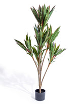 Large Ornamental Potted Red-Edged Dracaena - AF132