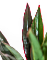 Large Ornamental Potted Red-Edged Dracaena - AF132