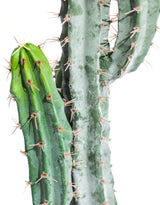 Classic Cactus Plant in Black Pot - AF135