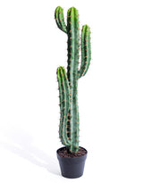 Classic Cactus Plant in Black Pot - AF135