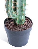 Classic Cactus Plant in Black Pot - AF135