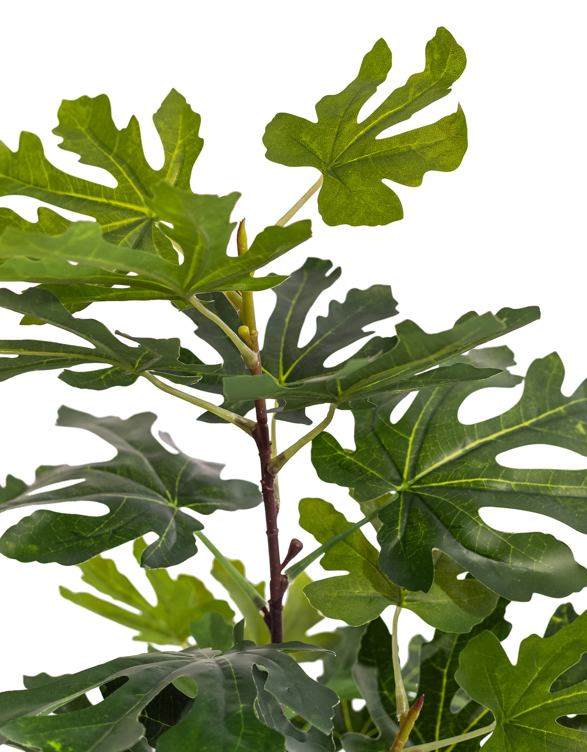 Ornamental Potted Fig Tree - AF138