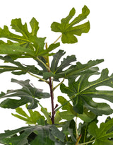 Ornamental Potted Fig Tree - AF138