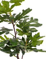 Ornamental Potted Fig Tree - AF138