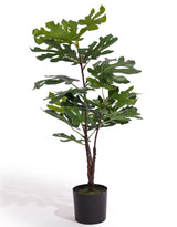 Ornamental Potted Fig Tree - AF138