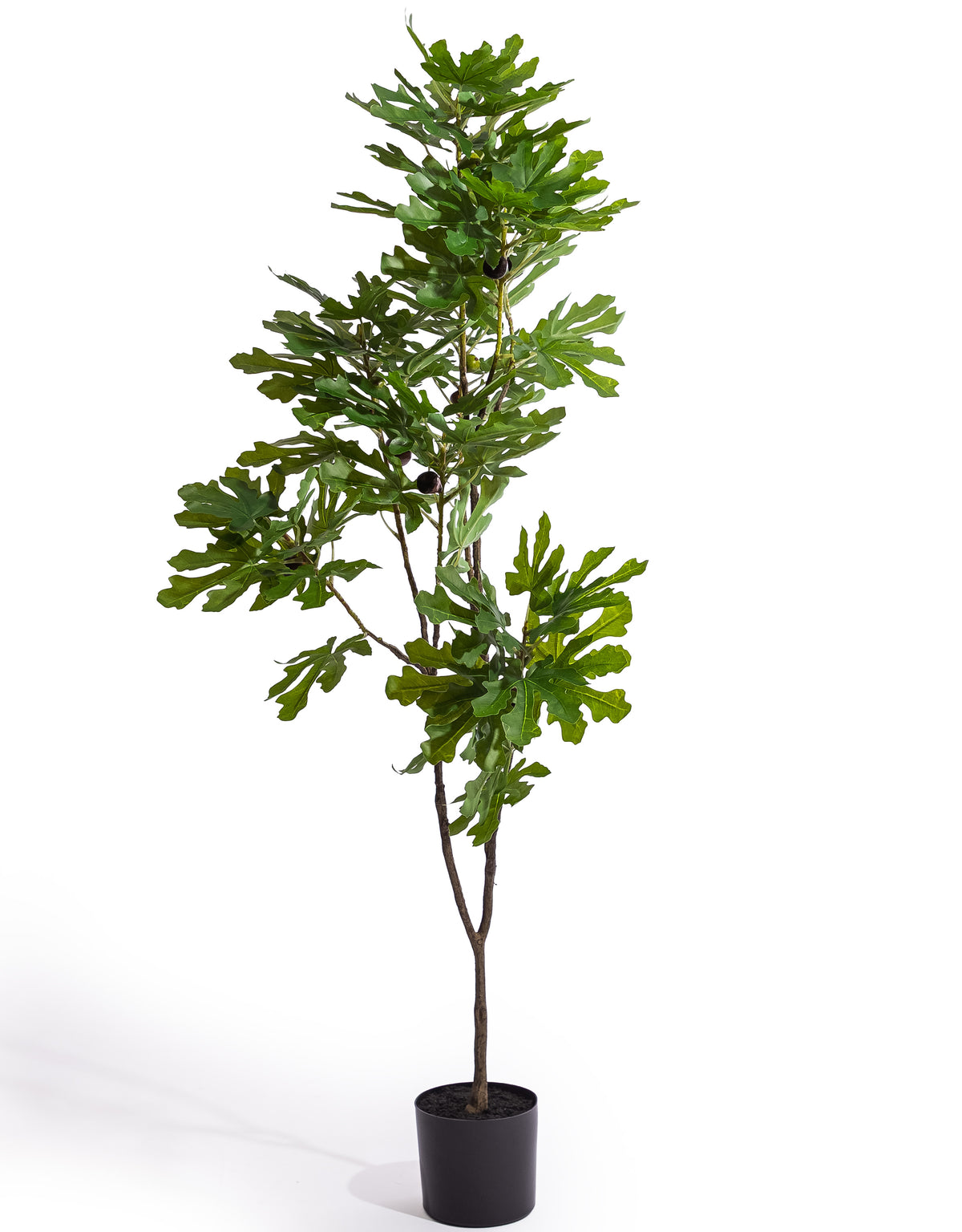 Large Ornamental Potted Fig Tree - AF139
