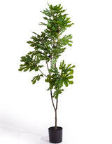 Large Ornamental Potted Fig Tree - AF139