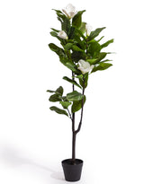 Ornamental Potted Magnolia Tree - AF140