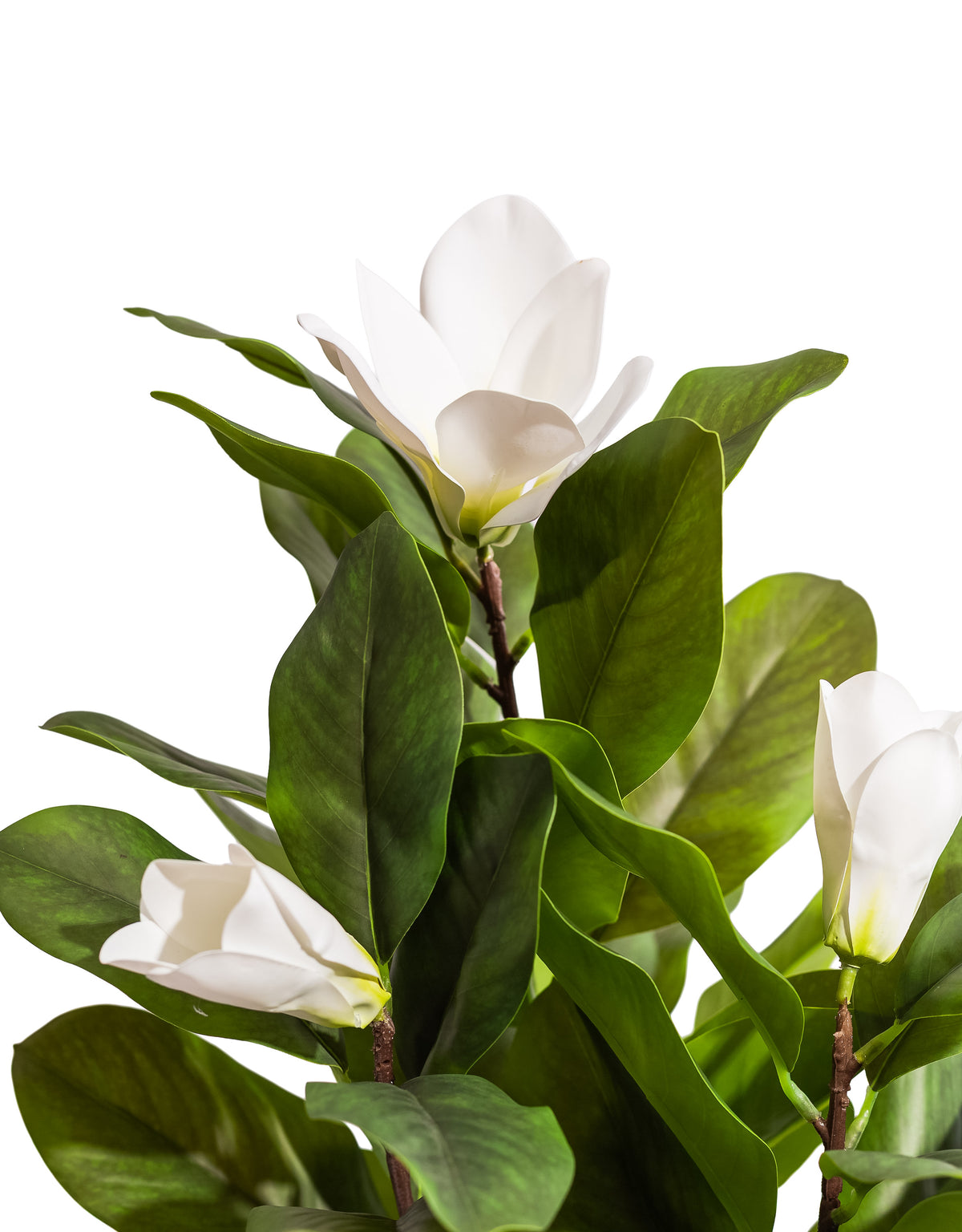 Ornamental Potted Magnolia Tree - AF140