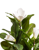 Ornamental Potted Magnolia Tree - AF140