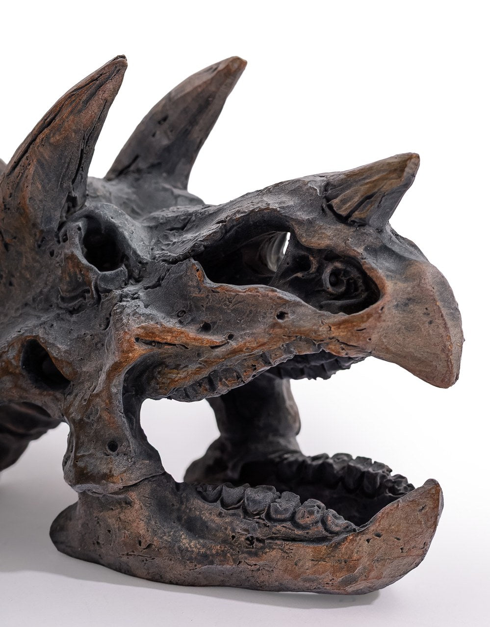 Triceratops Skull Table Decor - BD207