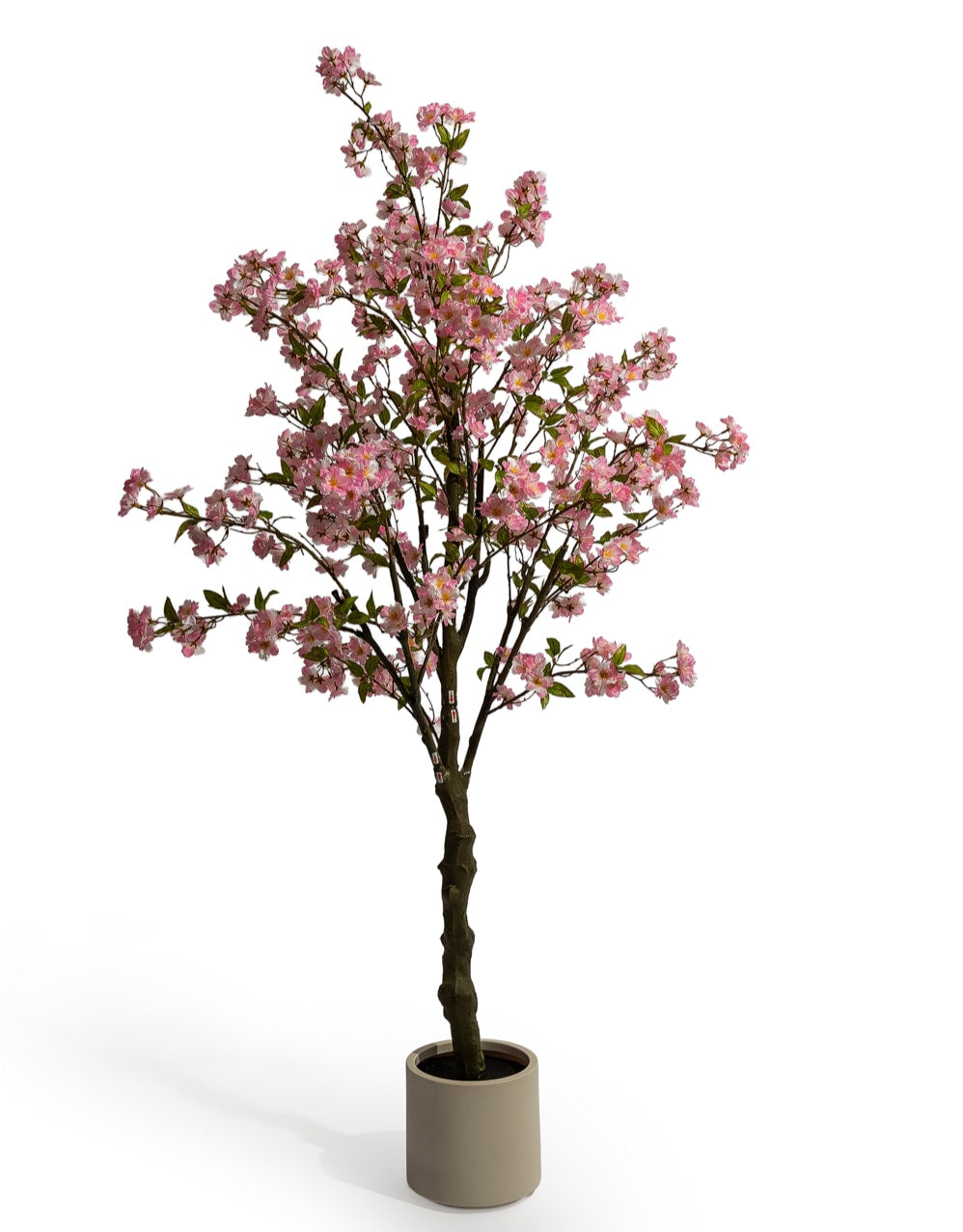 Large Ornamental Potted Cherry Blossom Tree - AF141