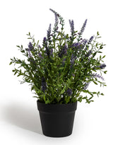 Lavender Plant in Black Pot - AF142
