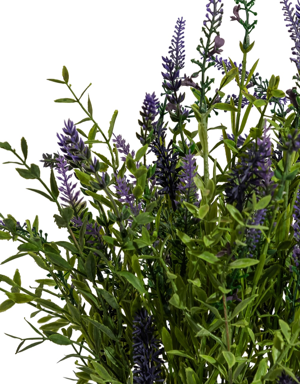 Lavender Plant in Black Pot - AF142