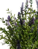 Lavender Plant in Black Pot - AF142