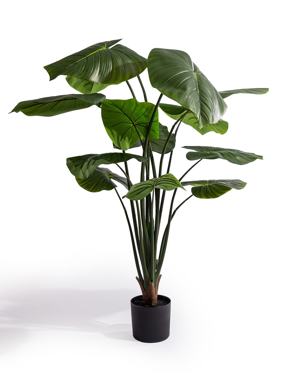 Extra Large Philodendron Tree - AF144