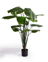Extra Large Philodendron Tree - AF144