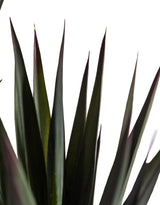 Extra Large Triple Stem Sisal Tree - AF145