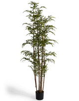 Classic Bamboo Tree - AF149