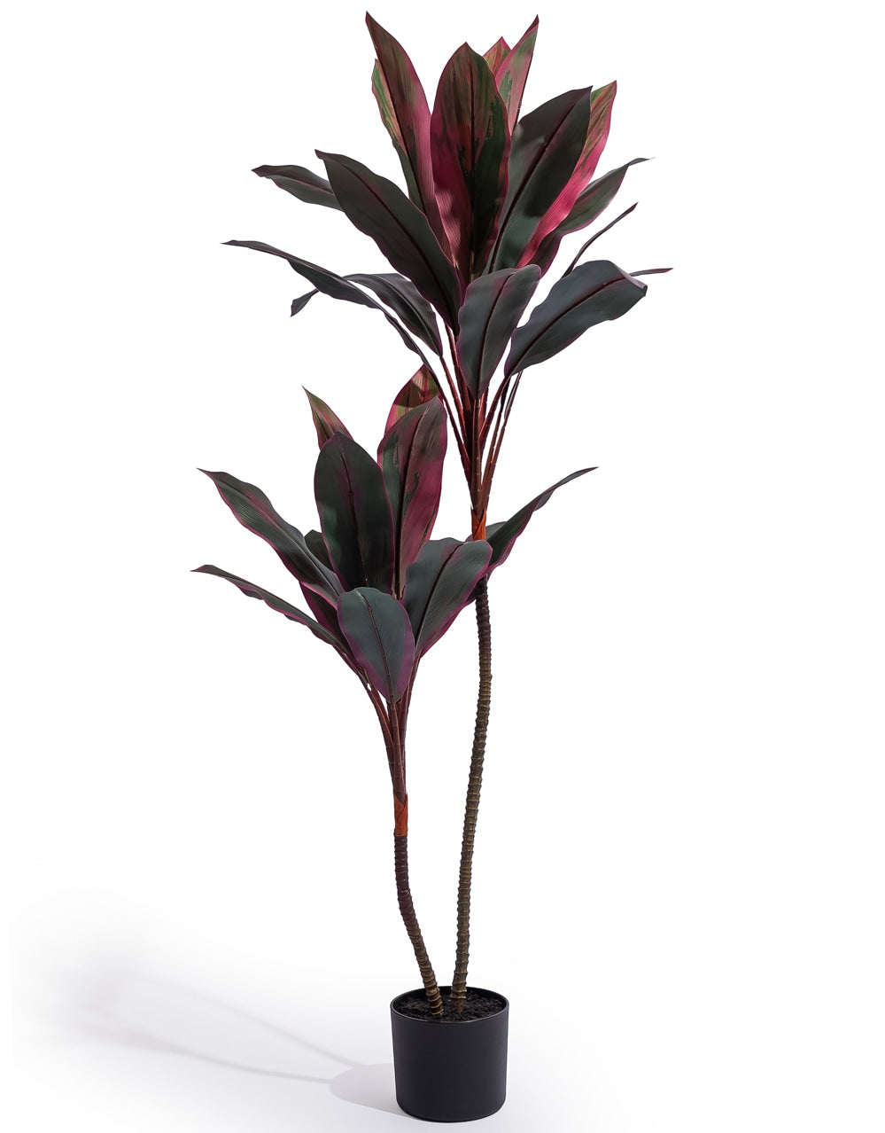 Large Red Dracaena Plant in Black Pot - AF150